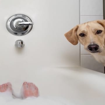 犬が『飼い主のお風呂を覗く』心理5選　可愛すぎる理由や飼い主がすべき対応まで