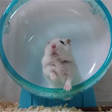 【おすすめペット用品】静かで安心！ハムスターの快適な夜を叶えるサイレントホイール「フラット15」