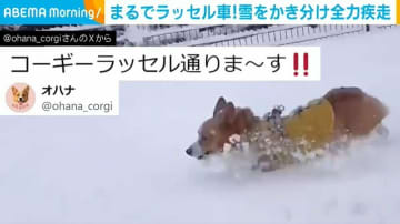 まるで“ラッセル車”！雪原を猛ダッシュするコーギー短い足で力強く雪かき分ける姿が話題「カッコいい！」