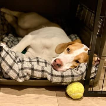 『寂しがりやな犬』の特徴５選　あなたの愛犬は当てはまる？独りに慣れさせるコツまで