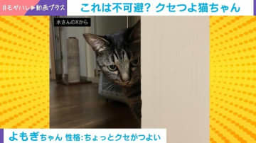 なんだコイツ!!床のスポンジに驚いた猫「こっちにくるとは」まさかの方向へ飛び上がり飼い主は回避不能