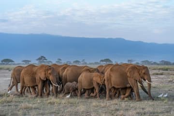 ケニア・アンボセリ国立公園を訪ねて