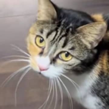 飼い主さんのことを『呼びに来た三毛猫』→ついて行くと……悶絶必至の光景に「やばい！めっちゃ可愛い」「たまらんです」とSNSで反響