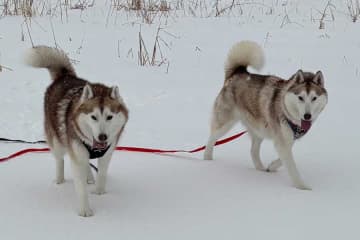 「起きるか悩んでそのまま寝てました…」　ハスキーが見せた絶妙なポーズ　まさかの光景に1.7万“いいね”　「この体勢で二度寝!?」「悩み抜いたな～」