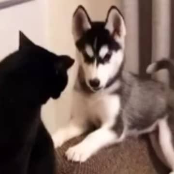 近づいてきたハスキーの子犬→猫が『連続パンチ』を繰り出すと…思わず笑ってしまう攻防が20万再生「なかなかのパンチｗ」「ただただ可愛いｗ」