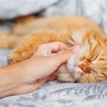 猫が『眠たい』と感じているときのサイン6つ　飼い主が心がけるべき配慮や接し方まで