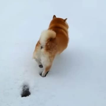 雪が積もったので、犬と一緒に広場へ→『喜んで遊ぶかな』と思ったら…潔すぎる『まさかの行動』が11万再生「生粋の室内犬」「チラ見してて草」
