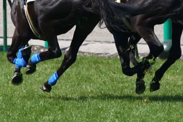 7着でも競馬ファン感動「涙がボロボロ」「立派な走り」　大手術乗り越え…2年ぶり復帰で力走