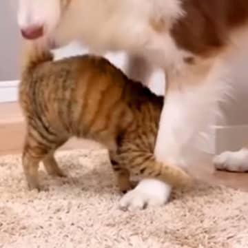 遊びにきた『実家の子猫』が、初めて『犬にスリスリ』をして…素敵すぎる『愛に溢れた光景』が20万再生「みんないい子」「平和な時間…」と絶賛