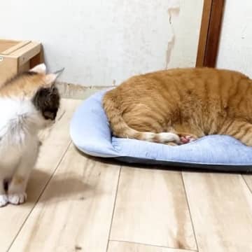 ベッドで眠ろうとする兄猫を『見つめる子猫』→近づいたかと思ったら…とんでもなく尊い光景が13万再生「なんて可愛いんだ」「微笑ましい」