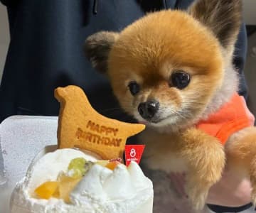 お迎え初日から飼い主の膝の上へ乗った元保護犬。甘えん坊でゴハン大好きなコに成長した姿にほっこり！