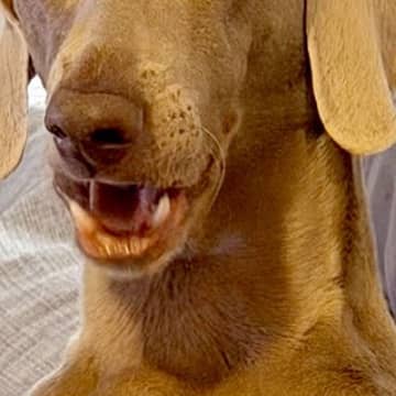 朝起きてふと横を見ると、大型犬が『おっさん化』していて…人間味が強すぎる『表情』に1万いいね「前日の酒残ってる？」「笑い止まらん」と爆笑