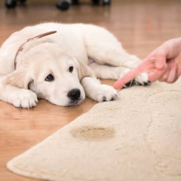 犬が『トイレを失敗する』理由5選　粗相が増えてしまう原因や対処法までご紹介