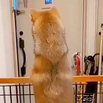 パパの車の音が聞こえると、玄関でスタンバイする犬→あまりにも尊い『後ろ姿』と再会の瞬間が21万再生「パパ絶対嬉しい」「超かわいい」