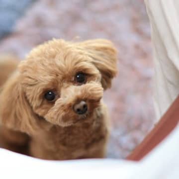 飼い主が知っておくべき『犬の十戒』とは？幸せに暮らすために理解したい愛犬からのお願い