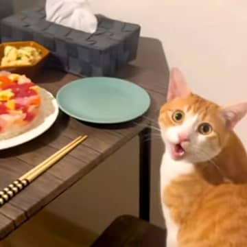 旦那さんの誕生日会→ネコが最初に食卓に座って…『まるで人間の子供のような行動』が15万再生「どんな時でも主役はネコ様」「お利口さん」