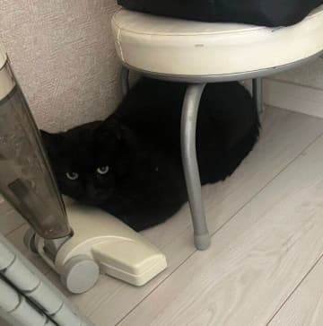 会社に住み着いていた野良猫を保護　パニックだったお迎え初日から、半年で甘えん坊に