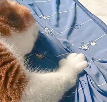 ツンデレ猫が前足で布団を“ふみふみ”　可愛い手の形に「クリームパンみたい」の声