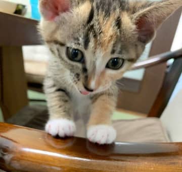 生後1カ月で迎えた保護子猫が5才に！　今も「毎日可愛さを更新中」のかけがえのない存在