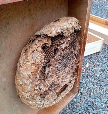 キイロスズメバチの巣の処分は機が熟してから・・・