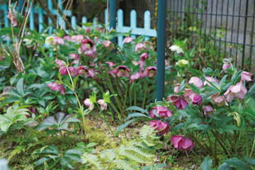 【クリスマスローズの庭づくり実例集】達人のプライベートガーデンとタネから始める愛情たっぷりの庭