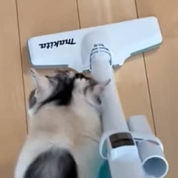 『掃除機』をかけ始めると、三毛猫が…猫とは思えない『まさかの行動』に「逃げるかと思いきやｗ」「初めて見たｗ」と笑ってしまう人が続出