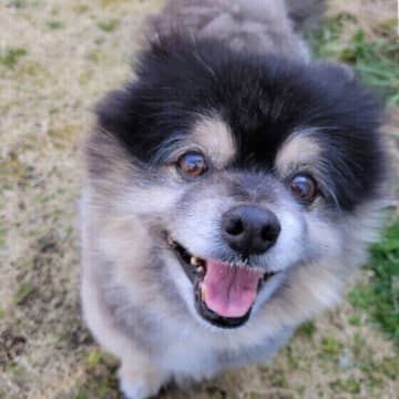 犬のシニア中期・後期って？　老化スピードゆるやかにするコツを獣医師が解説