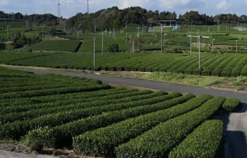 カテキン、ポリフェノール…抗酸化物質の機能と実態　数値化測定の専門家に聞く【前編】