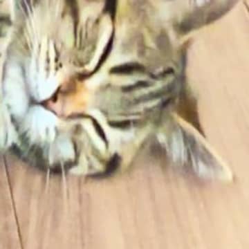 床暖房をつけたら、猫が『予想外のポーズ』をとって……微笑ましい光景に「やばい可愛すぎる」「キュンときた」と1万7000いいね