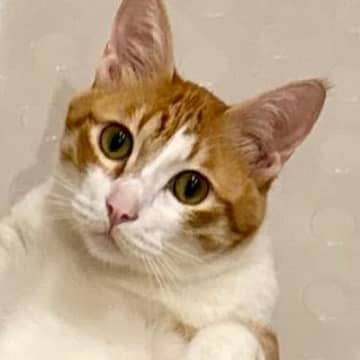 ふと『バスタブの中』を見ると、ネコが……まさかの体勢と大きさに「サイズ感に笑ってしまったｗ」「人が入ってる？ｗ」と2万7000いいね