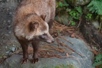 『野生動物と出会った時』にやってはいけない4つのこと　シチュエーションごとの適切な対処法とは