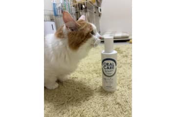 【おすすめペット用品】ペトラボ「液体歯磨き」なら水に混ぜるだけでOK！愛猫の口臭を簡単ケア！