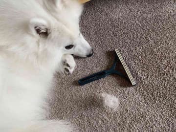 【これぞ”神”ペット用品！】粘着シート不要！ペットの抜け毛を根こそぎ掻き出すクリーナーをレビュー！