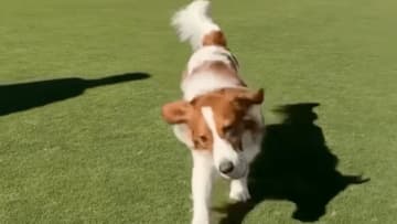 デコピン、ドジャース球場を元気に爆走　2026年へ向けた“オフの本気”に反響「早めに仕上げてるね」「既に準備は出来ている」