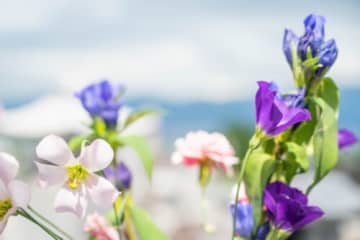 『蚊』に関する雑学4選　実は花の蜜を吸うことも　どんな場所に多く生息しているのかまで解説