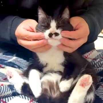 甘えん坊な白黒ネコ→膝の上に乗せた結果…まるで液体？『完全に脱力している様子』に反響「フワフワのぬいぐるみみたい」「ホントに面白い」