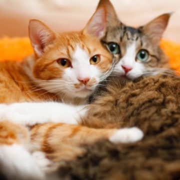 猫を『2匹同時』に迎えるメリットとデメリット6つ　多頭飼いを始める前に知っておきたいポイント
