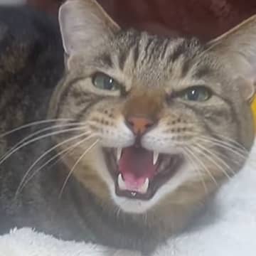 『お留守番していた猫』→飼い主さんが帰ってくると…まさかの『鳴き声』が可愛すぎると31万再生「ひゃーんｗ」「優しい声がたまらん」