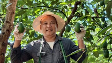 中国雲南産のアボカド、マレーシアへ初輸出　濃厚さ武器に海外展開