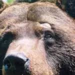 ヒグマの眼の水晶体に記録された食性履歴の分析手法を確立　福井県立大学ほか