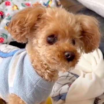 目も耳も悪くなってしまった老犬→帰省したお姉ちゃんが名前を呼んだら…『声が届いた瞬間』の光景が28万再生「お返事してる」「聞こえたね」