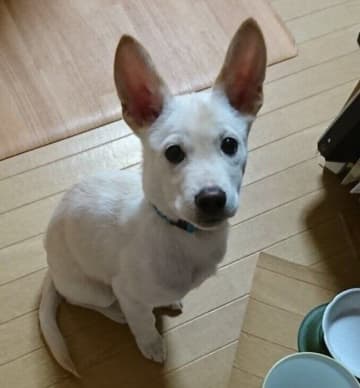 生後2カ月で迎えた保護子犬が7才に！　家族に向ける“安心の笑顔”が愛おしい