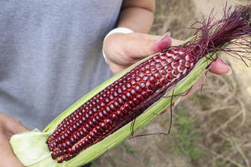 赤いトウモロコシ全国で、SNSの発信注目　奈良の種苗メーカー開発
