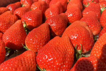 梅田で期間限定「ブランドいちご食べ放題」！いちごタルトや大福も