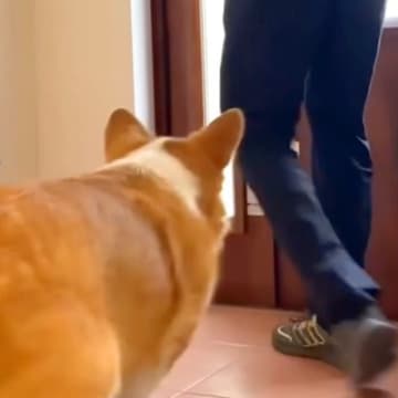 長男と母をお見送りする犬→『態度』を比較してみた結果…想像の遥か上を行く『衝撃の差』が36万再生「露骨すぎるw」「無になってて草」