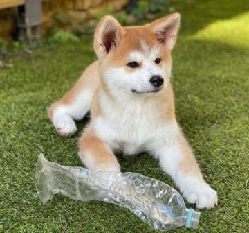 “ぬいぐるみ”のようだった秋田犬の子犬→4年後にはたくましい姿に！　言葉を理解する賢いコに成長