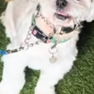 3頭の大型犬に囲まれた小型犬→想像以上にビビって…まるでアニメのような『表情』が24万再生「目が物語ってるｗ」「可愛すぎて笑っちゃった」