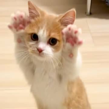 立ち上がる『赤ちゃんネコ』→前足を上げたと思ったら…あまりにも"天使すぎる瞬間"が55万再生「しんどいレベルで可愛い」「小さいライオン」