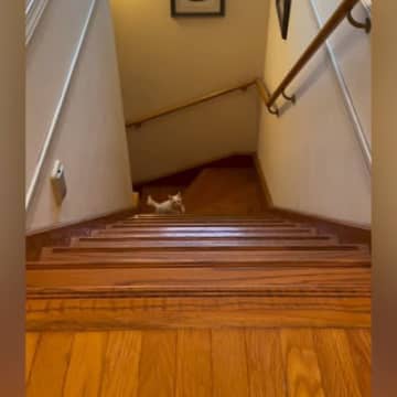 階段の上から『おいで』と子猫を呼んでみると…飼い主さんを見つけた瞬間の『尊すぎる行動』に「可愛いったらありゃしないｗ」「喜んでるｗ」の声