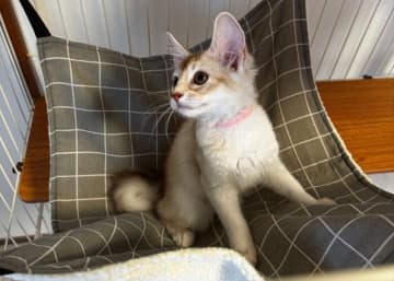 他の兄妹猫たちよりも一回り小さかった生後3カ月の子猫→1年後、大きく成長した姿と「エレガントな長毛」に惚れ惚れする